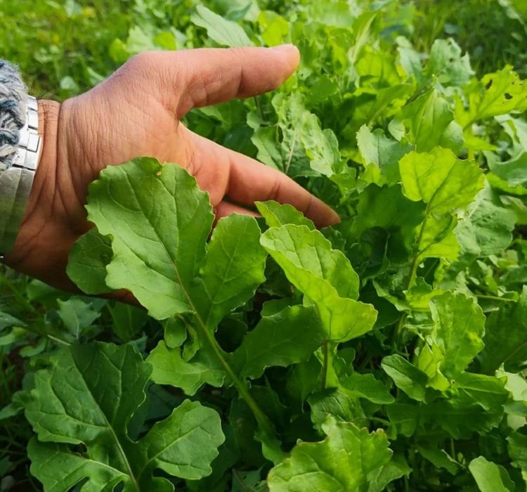 ROKA GENİŞ YAPRAK ( ÇOKLU TOHUM ) - 10 Gram