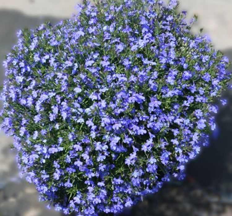 Lobelya Tohumu ( Çok çiçekli ) - Mavi Renkli - 10 Tohum