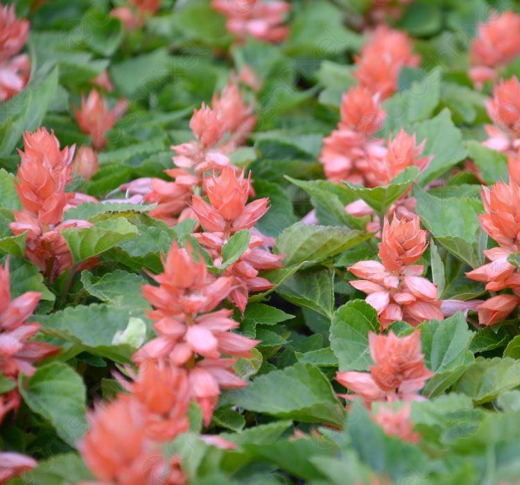 Ateş Çiçeği Tohumu ( Bodur Çok Çiçekli ) Pembe Renkli - 15 Tohum