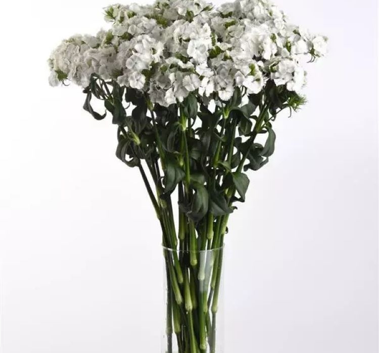 Karanfil Tohumu ( Çok Uzun ve Tek Kat Çiçek )  - Beyaz Renkli - 5 Tohum