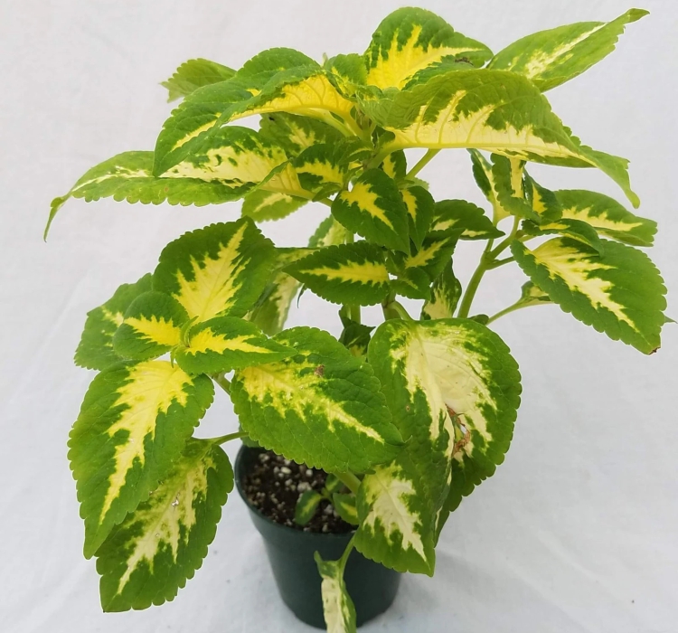 Yaprak Güzeli Tohumu ( Geniş Yaprak ) - Kırmızı Yeşil Beyaz - 20 Tohum