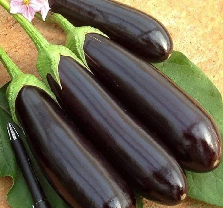 PATLICAN AYDIN SİYAH ( ÇOKLU TOHUM ) - 5 Gram