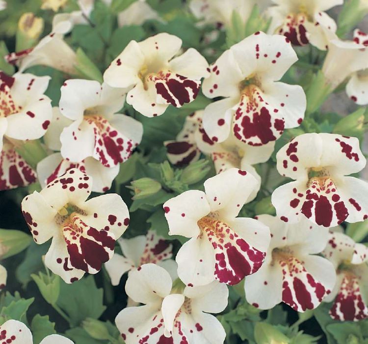 Mimulus Çiçeği Tohumu ( Çok Çiçekli Bodur ) Karışık Renkli - 15 Tohum