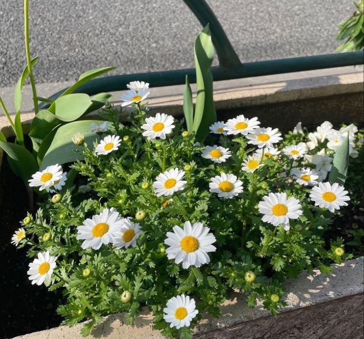 Papatya Kalıcı Alman - BEYAZ ( 15 Tohum )