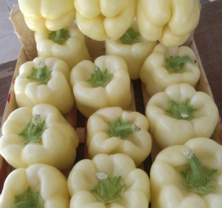 DOLMALIK BİBER BEYAZ ( ÇOKLU TOHUM ) - 3 Gram