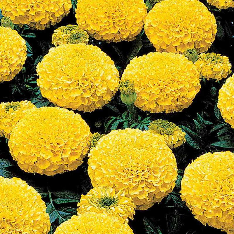 Kadife Çiçeği ( Marigold Büyük Çiçek ) Sarı Renkli - 10 Tohum