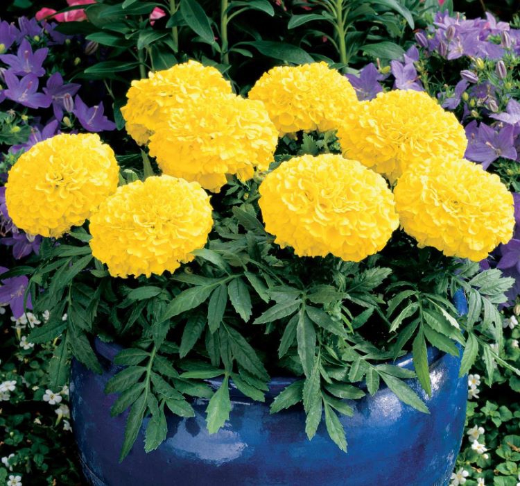 İri Kadife Çiçeği Tohumu ( Büyük Çiçekli Bodur ) Sarı Renkli - 10 Tohum