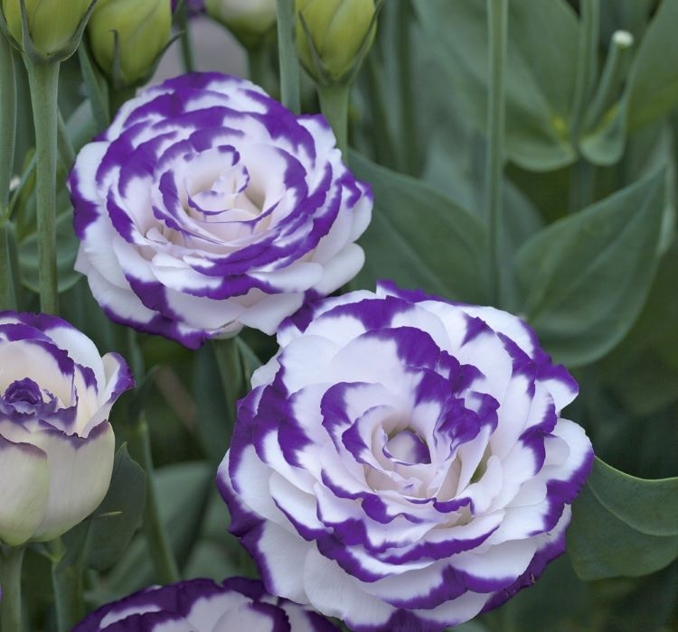 Lisianthus ( Lale Gül ) Gelin Buketi Serisi - MAVİ NOKTA ( 5 Tohum )