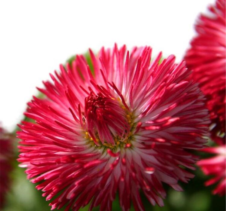 Şeker Papatya Tohumu ( Katmerli ) Kırmızı Renkli - 20 Tohum