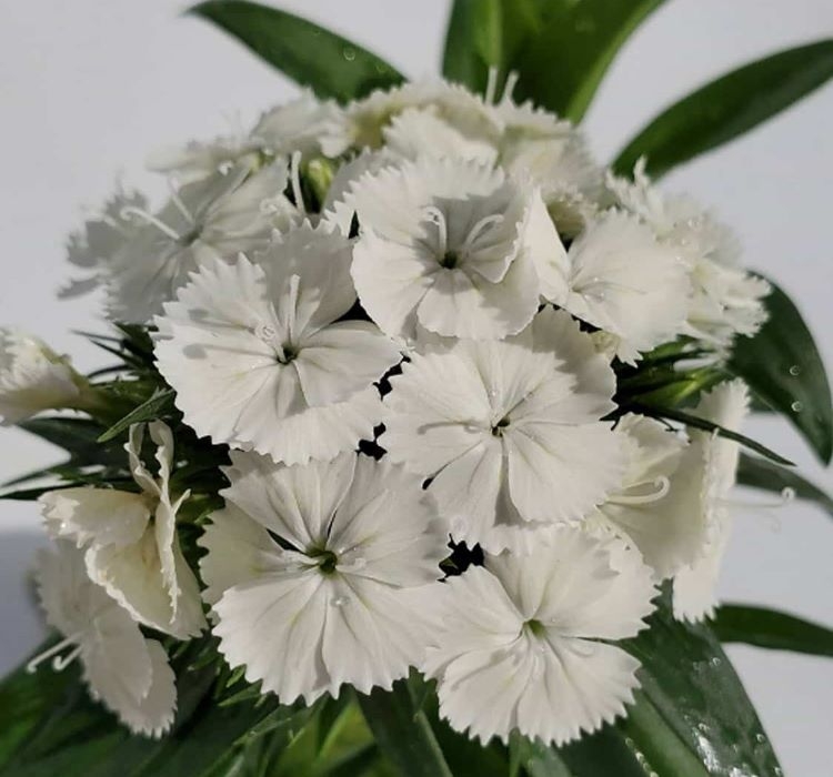 Karanfil Tohumu ( Çok Uzun ve Tek Kat Çiçek )  - Beyaz Renkli - 5 Tohum