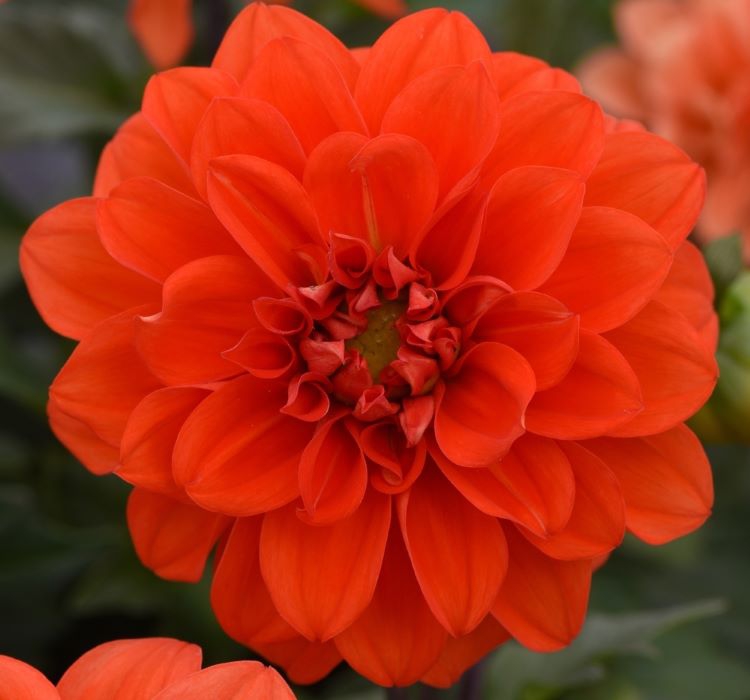 Yıldız Çiçeği Tohumu ( Bodur Çok Çiçekli ) Turuncu Renkli - 10 Tohum