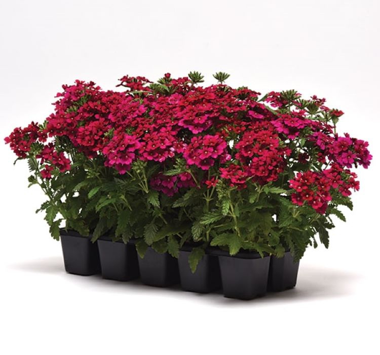 Mine Çiçeği ( Sarkan Çok Dallanan ) Bordo Renkli - 10 Tohum