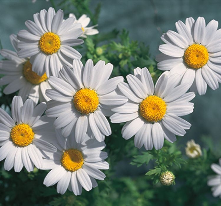 Papatya Kalıcı Alman - BEYAZ ( 15 Tohum )