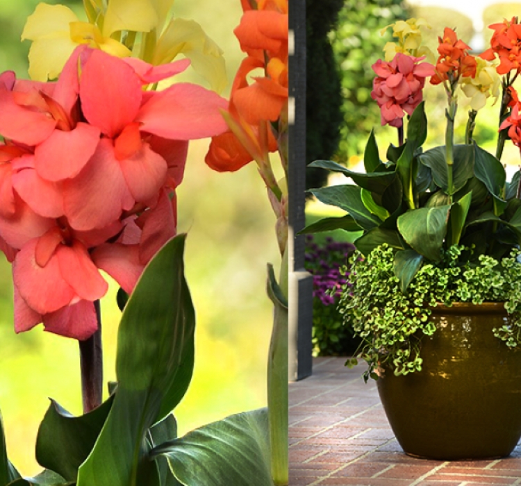 Canna - Tesbih Çiçeği - MANGO ( 1 Tohum )