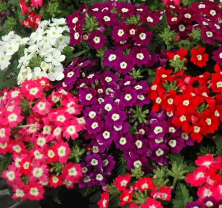 Mine Çiçeği Tohumu ( Yayılıcı Çok Çiçekli ) Karışık Renkli - 8 Tohum