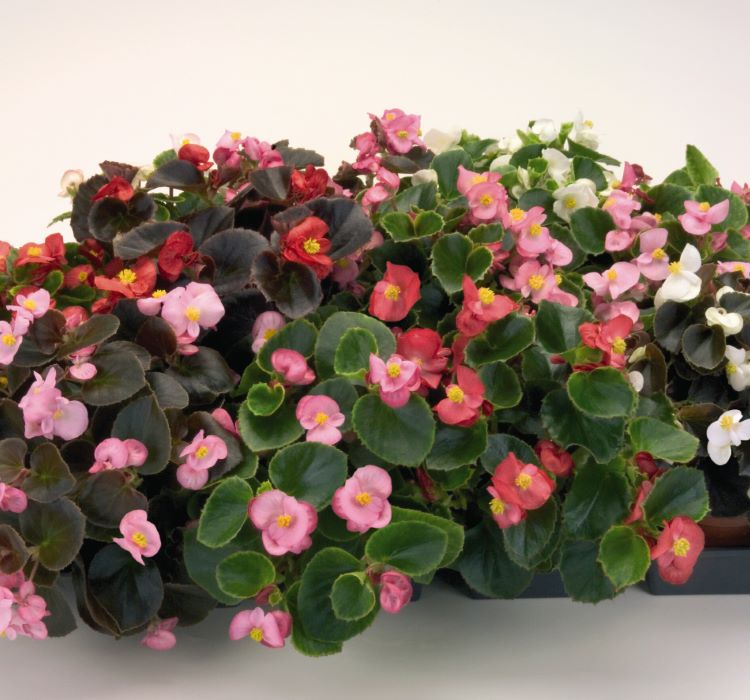 Begonya Tohumu ( Şeker - Yeşil Yaprak ) Pembe Renkli - 40 Tohum