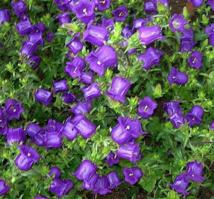 Çan Çiçeği Tohumu ( Mini Maviş ) Mavi Renkli - 5 Tohum