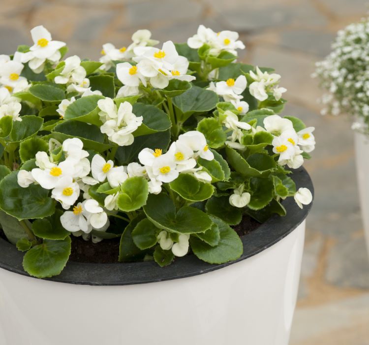 Şeker Begonya Tohumu ( İri Çiçek, Yeşil Yaprak ) Beyaz Renkli - 25 Tohum