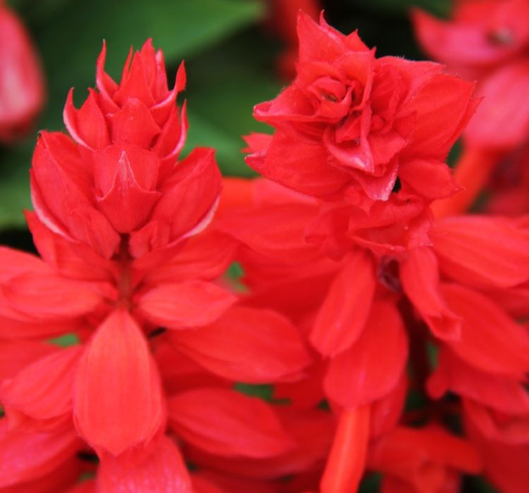 Ateş Çiçeği Tohumu ( Bodur Çok Çiçekli ) Kırmızı Renkli - 15 Tohum