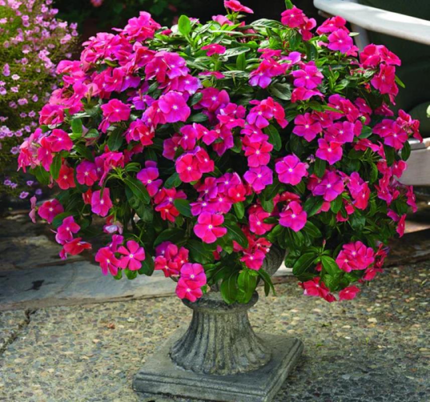 Rozet Çiçeği ( Çok Çiçekli Çok Dallanan ) Fuşya Renkli - 15 Tohum